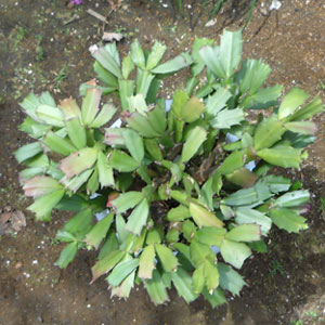 シャコバサボテン葉摘み後