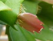 シャコバサボテン赤芽