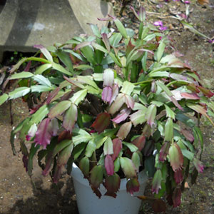 シャコバサボテン葉摘み前