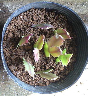 シャコバサボテン挿し木