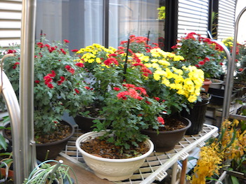 2016年管理人の鉢植え