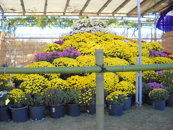 2023年市原菊祭りの鉢植え