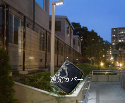 ざる菊の株分け・挿し芽