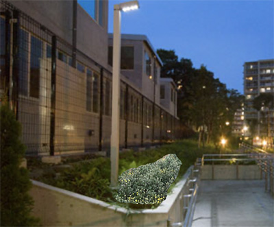 ざる菊の株分け・挿し芽