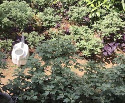 ざる菊の株分け・挿し芽