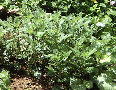 ざる菊の花が終わったら