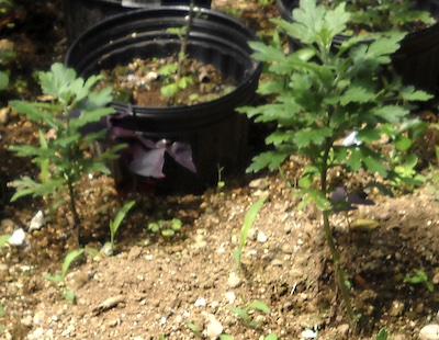 ざる菊の花が終わったら