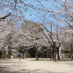 桜公園のコギー